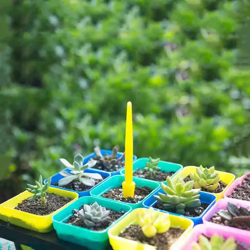 1/10 шт., посева суккулентов,  – обзор и цена Succulent Set