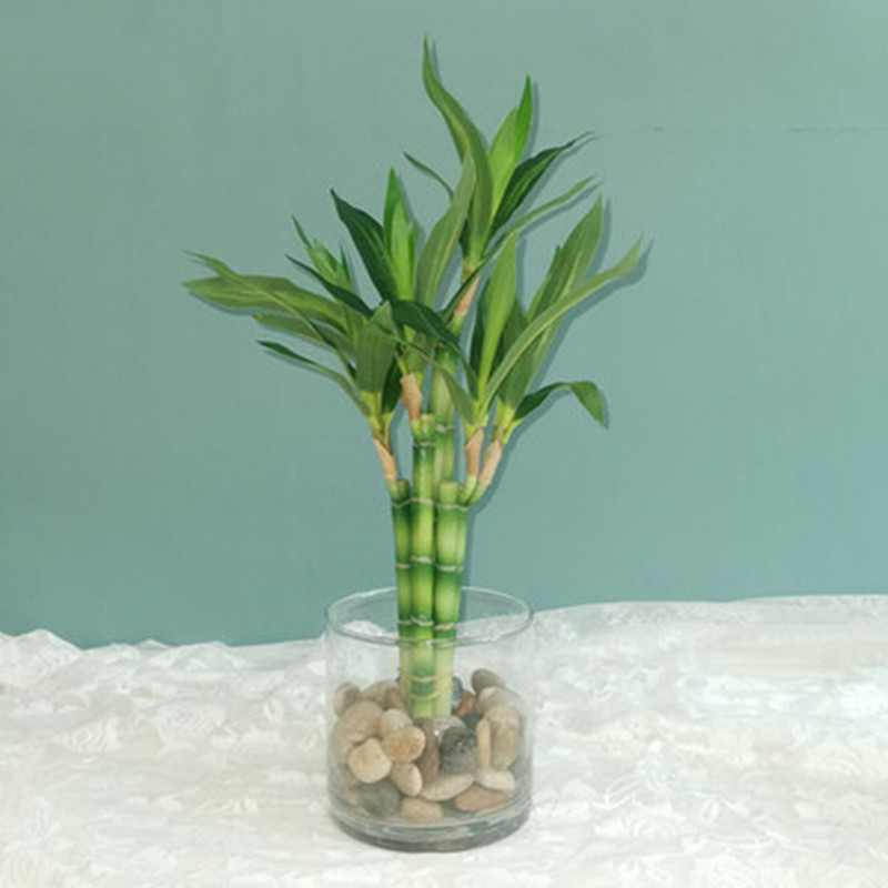 Новый искусственный суккулент  – обзор и цена Succulent Set