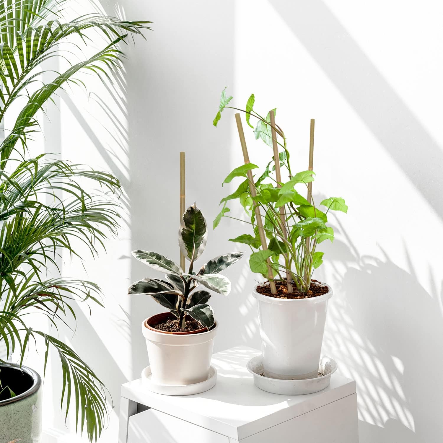 10 шт., бамбуковые колья для р – обзор и цена Plant Support Stake