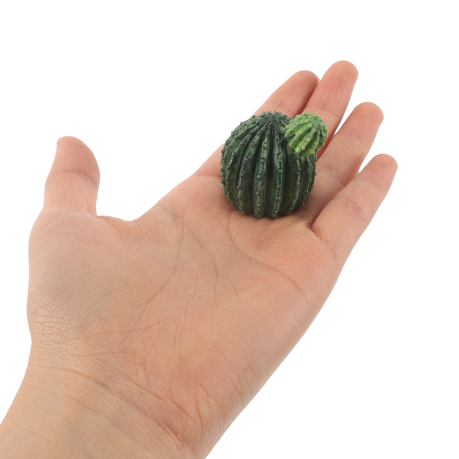 Набор миниатюрных суккулентов  – обзор и цена Succulent Set