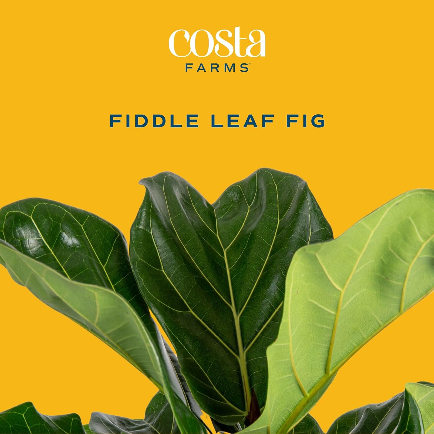 Фиговое дерево «Фидл-лиф», жив – обзор и цена Fiddle Leaf Fig
