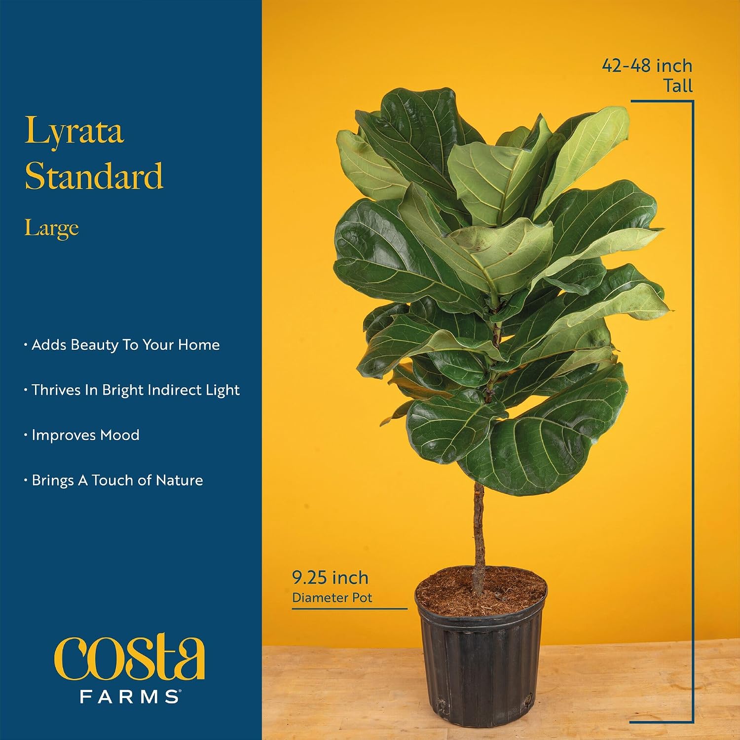 Фиговое дерево «Фидл-лиф», жив – обзор и цена Fiddle Leaf Fig